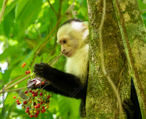 Capuchin monkey eating berries in Costa Rica