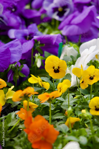 Yellow Pansy Flowers Blooming 