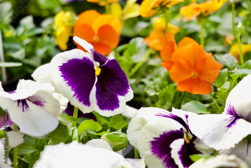 White Pansy Flower 