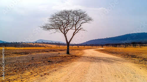 Lonely tree, dirt road, savanna