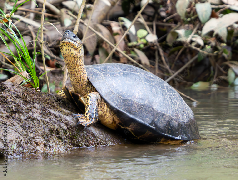 Fototapeta premium Turtle sitting by the river in Costa Rica
