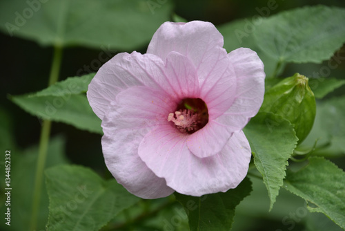 Pretty Pastel Pink Hibiscus Flower in Bloom