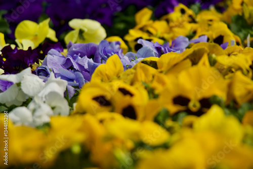 Yellow Pansy Flowers Blooming 