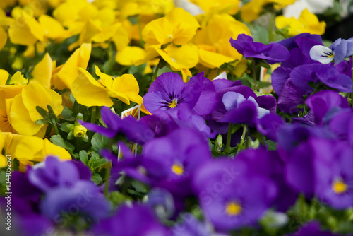 Purple Pansy Flowers Annual Bedding Plants 