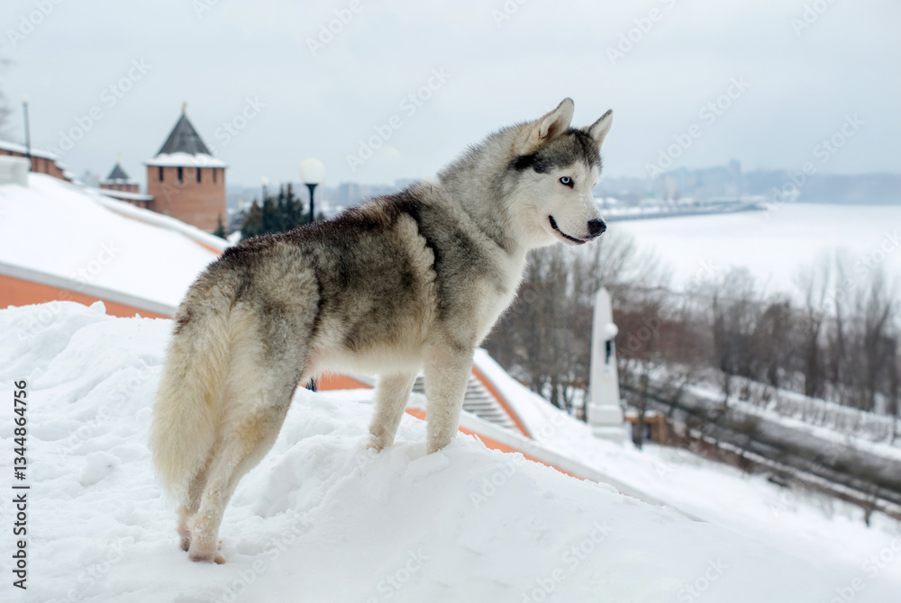 Naklejka premium Siberian husky stands on snowy hill, gazing at expansive winter landscape. Overcast sky above adds gray toning to scene, with ancient building visible in background