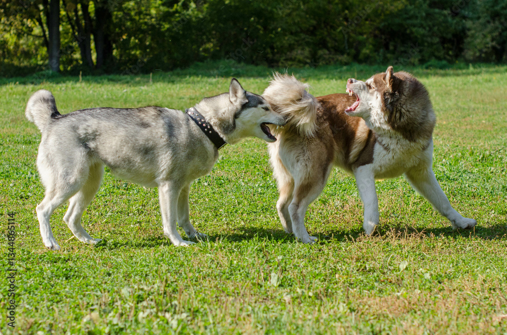 Two huskies joyfully play on vibrant green lawn under clear blue skies. Bright daylight highlights their energetic movements and fluffy fur. Open space enhances their spirited interaction Two huskies joyfully play on vibrant green lawn under clear blue skies. Bright daylight highlights their energetic movements and fluffy fur. Open space enhances their spirited interaction