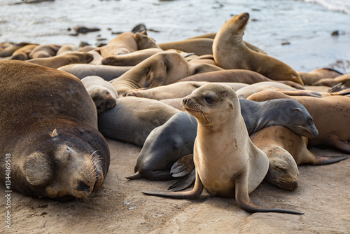 Family of sea lions on rock in California, close up