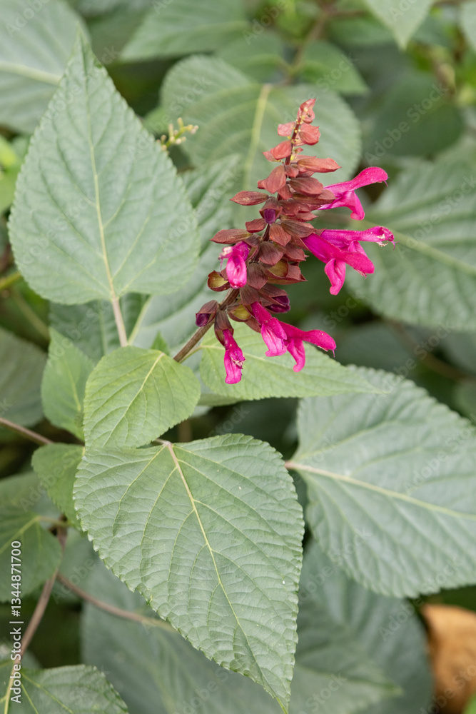 Salvia splendens rose Salvia splendens rose