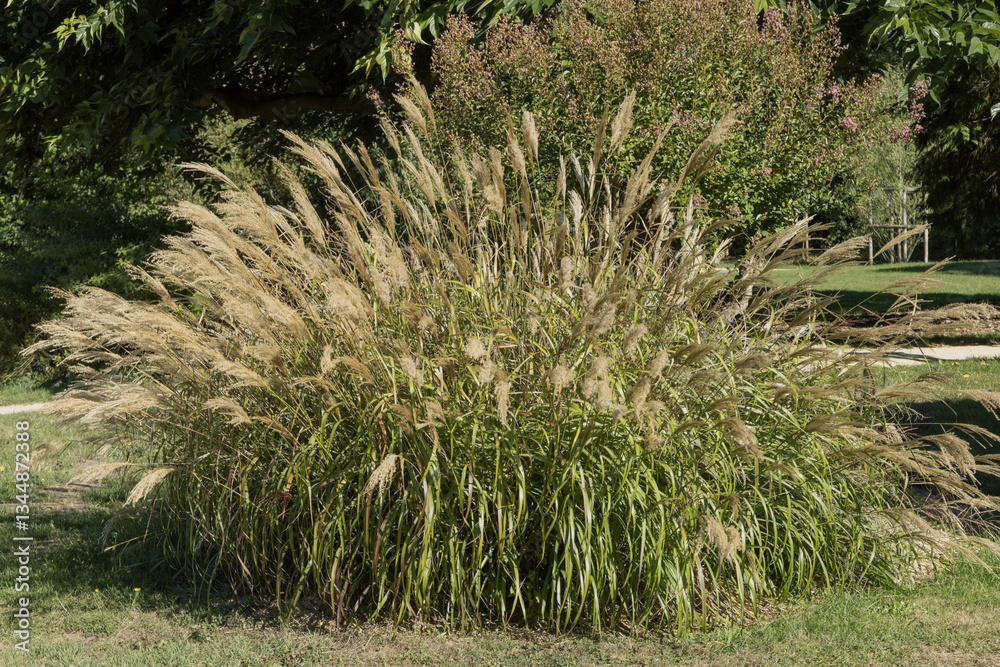 Fototapeta premium Miscanthus sinensis