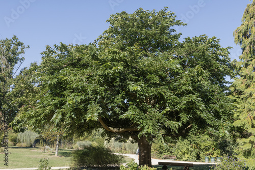 Foto Morus australis dans un parc