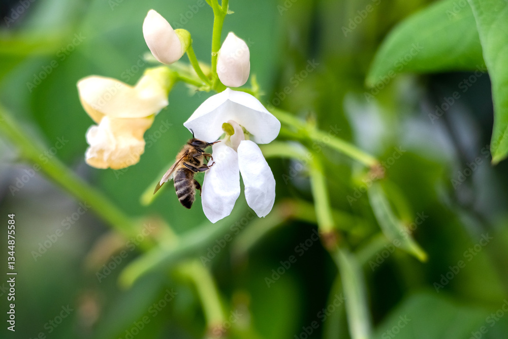 Bee collects nectar from a bean flower on a blurred green background