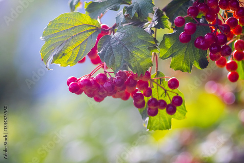 Obraz na płótnie Red viburnum berries on a branch with green leaves on a dark background w salonie
