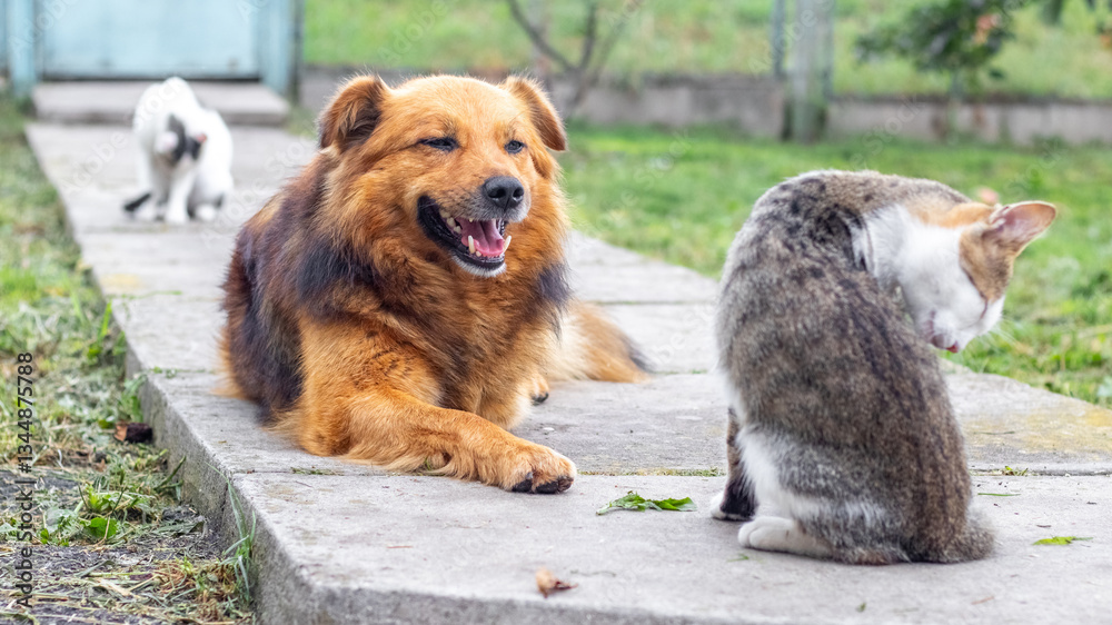 Friendly ginger dog lying on concrete path surrounded by two cats in yard