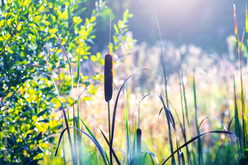 Photography of cattails in a swamp in the morning mist with a sunlight flare in the background