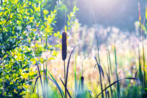 Obraz na płótnie Photography of cattails in a swamp in the morning mist with a sunlight flare in the background w salonie