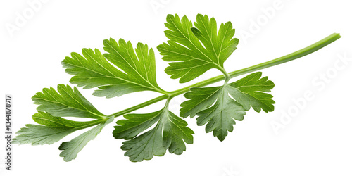 parsley isolated on white background