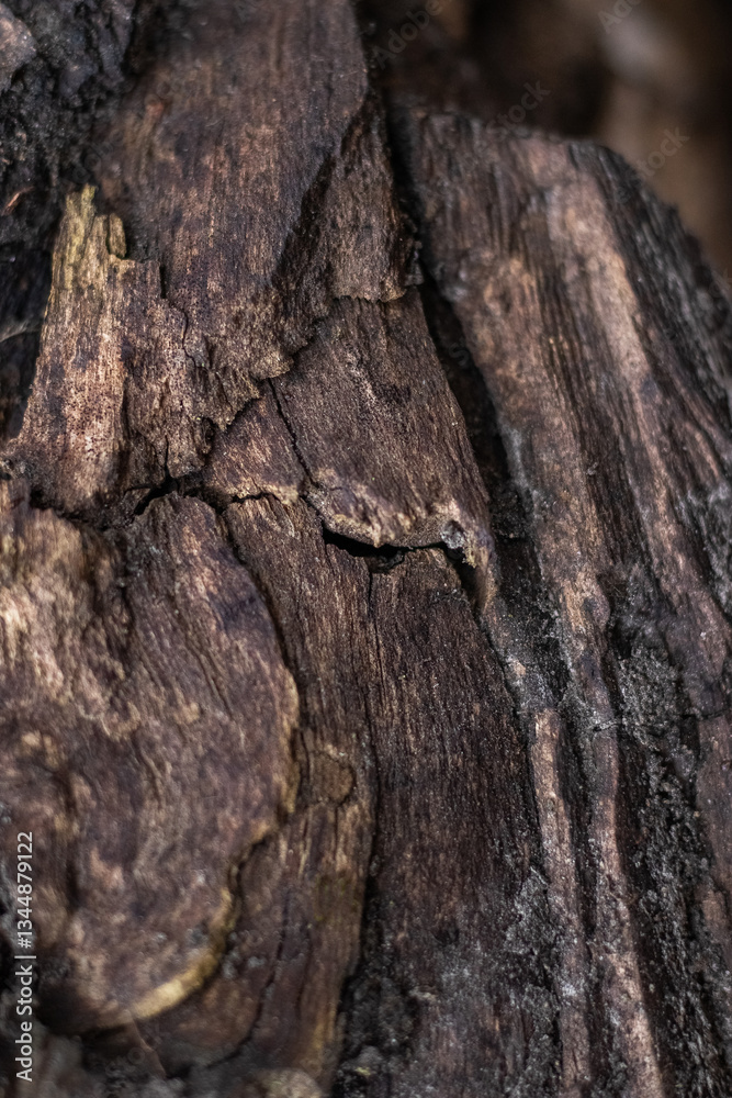 Close-up image of the texture of old tree bark with cracks, layers and dark spots