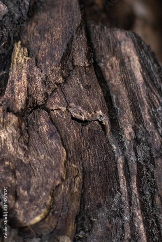 Obraz na płótnie Close-up image of the texture of old tree bark with cracks, layers and dark spots w salonie