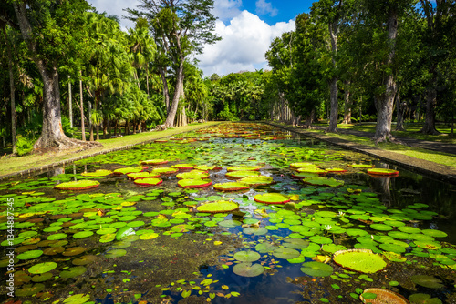 Idyllic view of tropical giant water lilies (Victoria amazonica) at a duck pond in the botanical garden in Pamplemousses near Port Louis, Mauritius