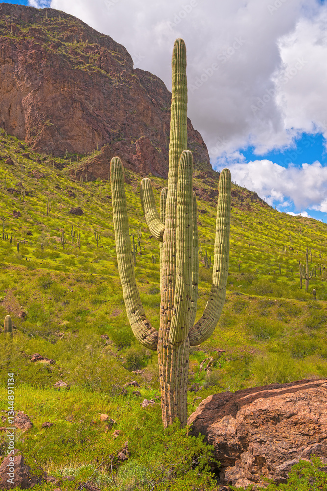 Tall Saguaro in the Desert Spring