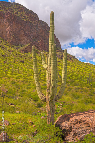 Tall Saguaro in the Desert Spring