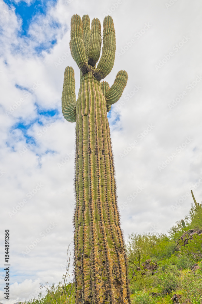 Looking Up Into a Very Tall Saguaro