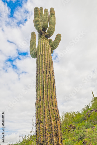 Obraz na płótnie Looking Up Into a Very Tall Saguaro w salonie