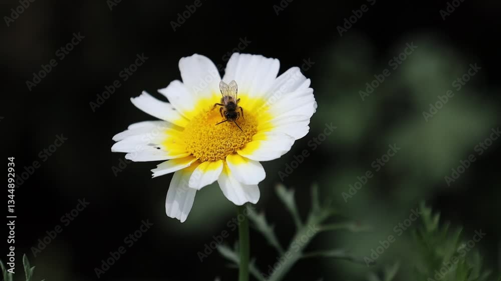 fauna e flora