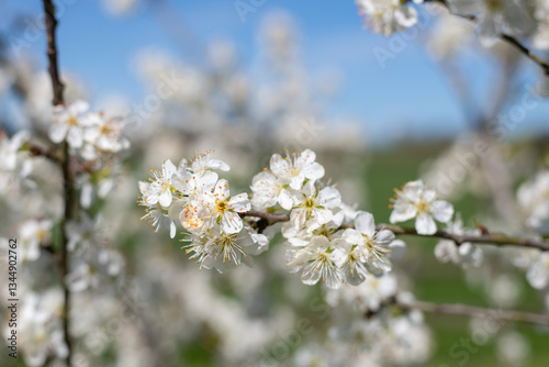 Close up of chickasaw plum (prunus angustifolia) blossom
