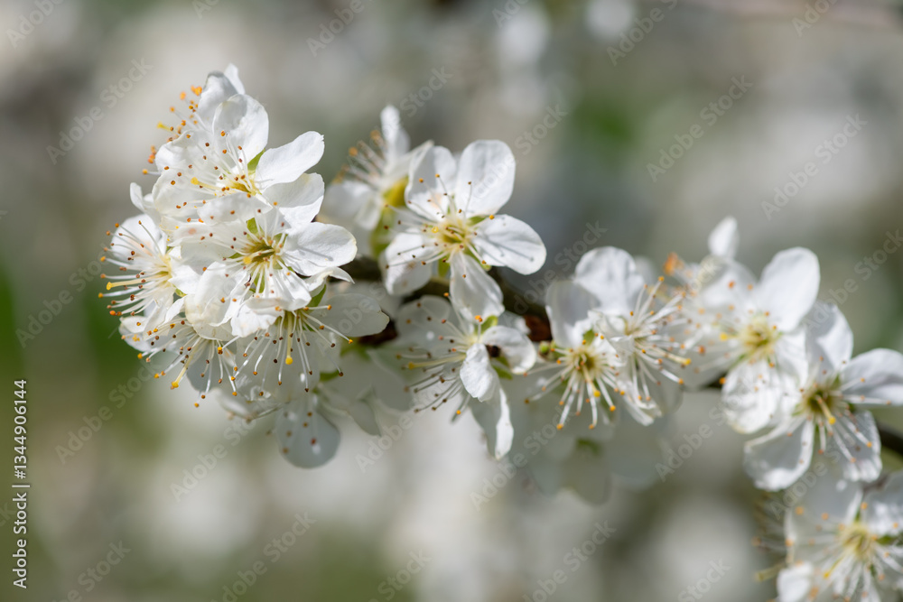 Close up of chickasaw plum (prunus angustifolia) blossom Close up of chickasaw plum (prunus angustifolia) blossom