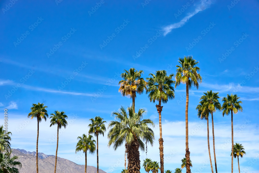 Obraz premium Palm Trees Against a Clear Palm Springs Sky