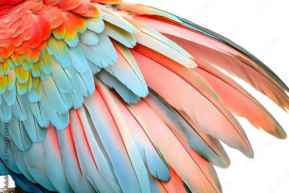 Fototapeta premium Colorful Bird Feathers Closeup Texture Avian Wing Detail Nature Photography