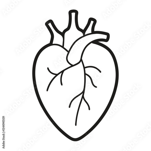 human hart on white background 