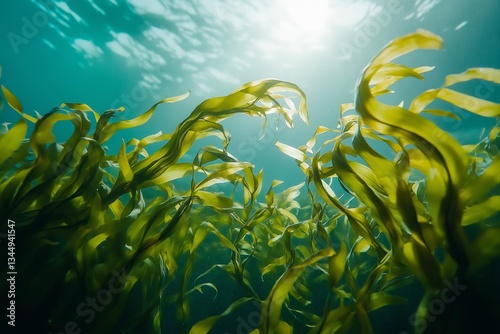 Majestic underwater kelp forest illuminated by sunlight, showcasing marine biodiversity and ocean ecosystem in a tranquil deep-sea environment, Generative AI