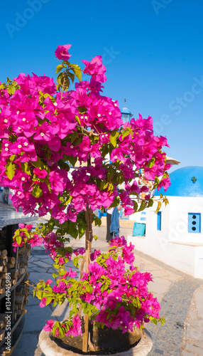 Obraz na płótnie White-blue architecture on the seashore. Pink flowers on the stairs overlooking the sea w salonie