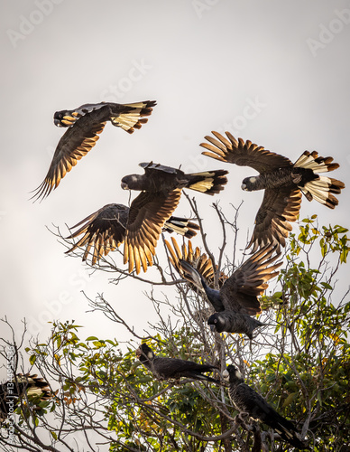 A flock of Carnaby's black cockatoos (zanda latirostris) taking flight from the top of a bare branch, showing detailed wing structure.
