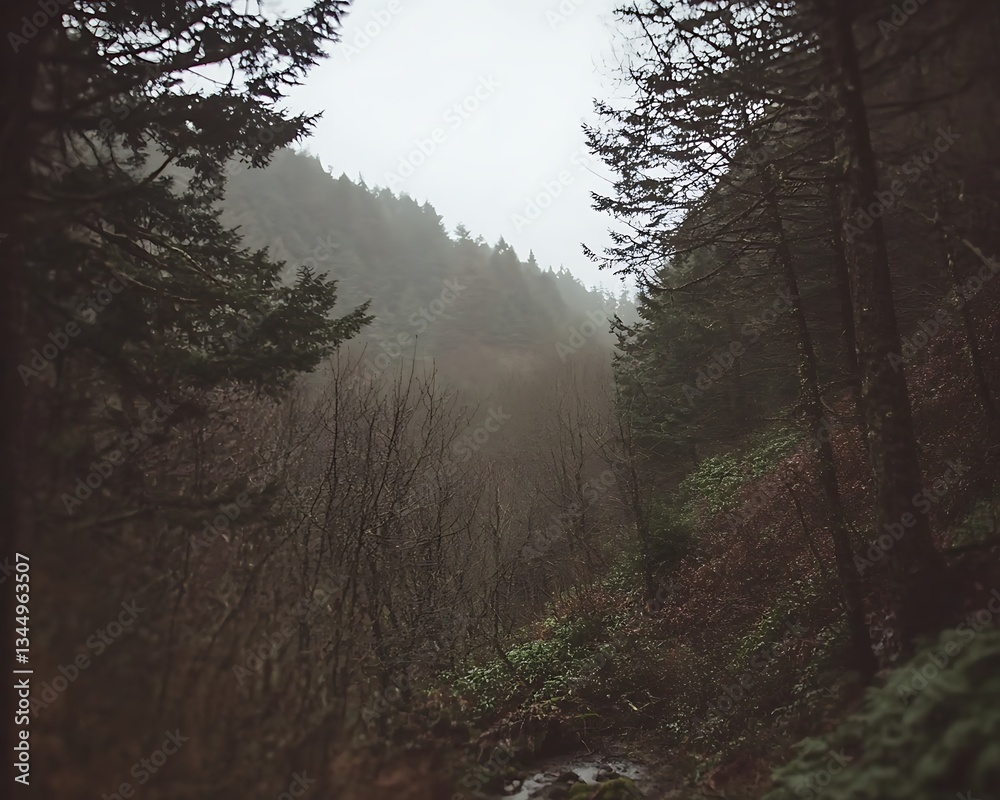 Obraz premium Misty Forest Path for Pacific Northwest.