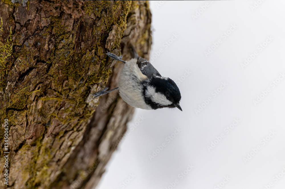 Naklejka premium 枝にとまるヒガラ