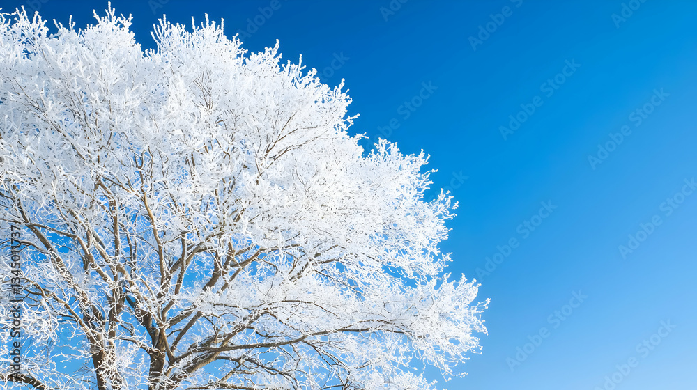 Winter Frost Covered Tree Against Clear Blue Sky Winter Frost Covered Tree Against Clear Blue Sky