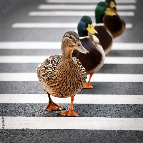 4 mallard ducks in a row, crossing the street on a zebra crossing, AI generated