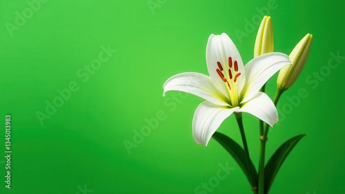 White lilies on a green background. Postcard for the spring holiday. Free space for text.
