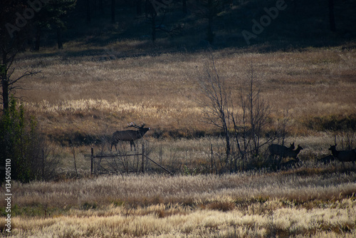elk in a field at last light