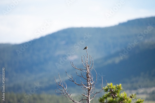 bird perched on a dead tree top