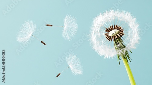   A dandelion swaying in wind with a blue backdrop and nearby dandelions