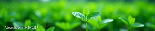 Close-up of genetically modified plant thriving in controlled environment under biotechnological care, laboratory, growth