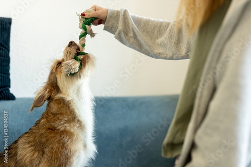 girl playing tug of war with her pet. playful dogs in adolescence