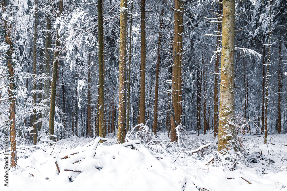 Fototapeta premium Snow covered pine trees in winter forest. Winter forest with trees.