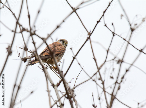 Gheppio (Falco tinnunculus) in attesa su un posatoio photo