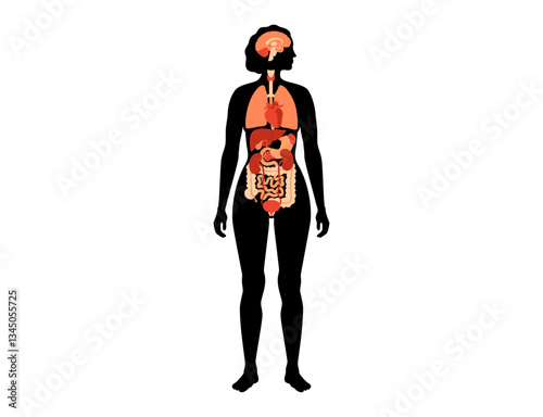 Human internal organs