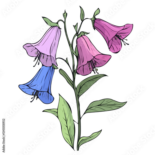 A Hand-drawn painting of a Bellflower. flower branch flower. Trendy abstract minimal style, plant set, Natural fresh. Vector illustration isolated on white background, vector